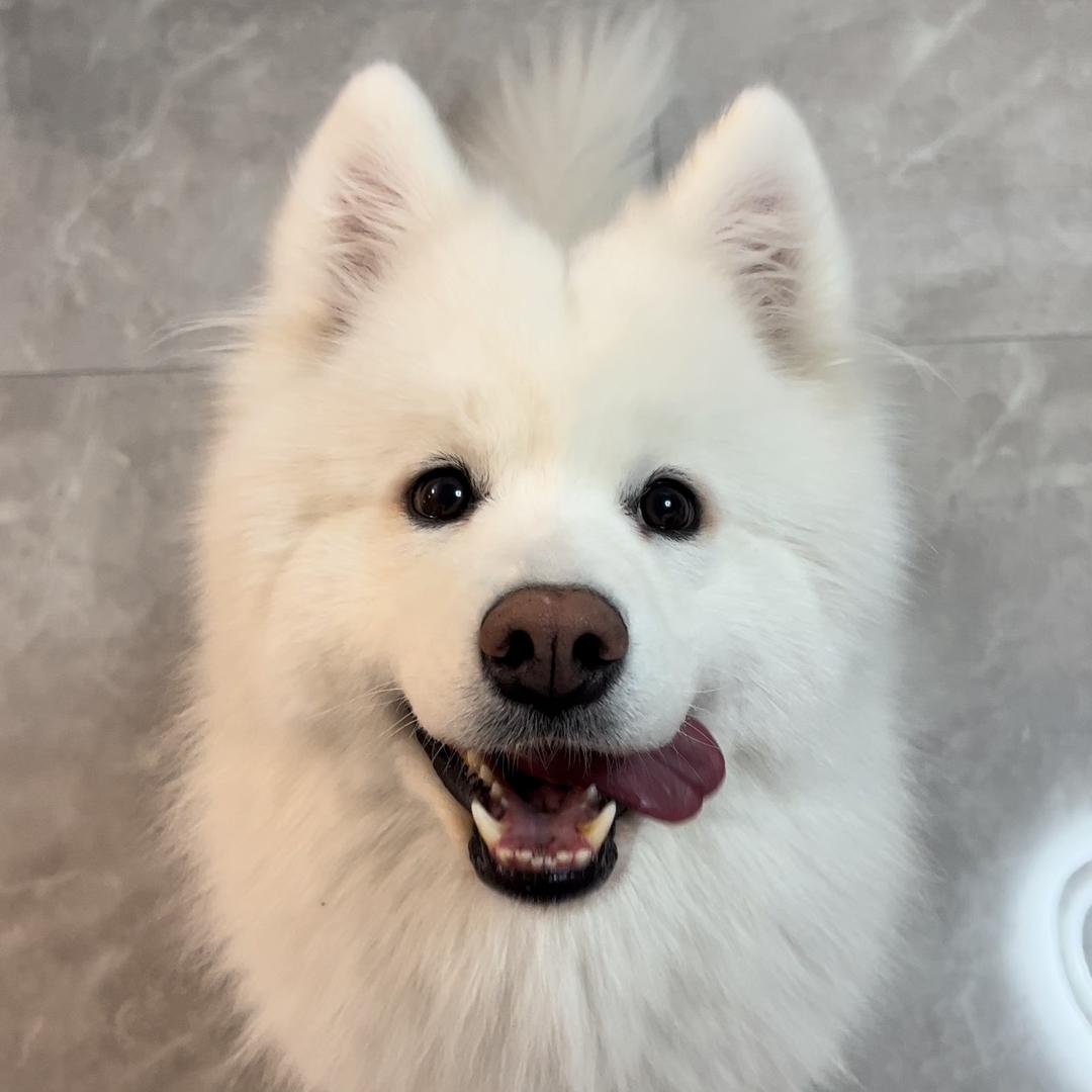 是雪球吖（被女大狂遛装瘸版）