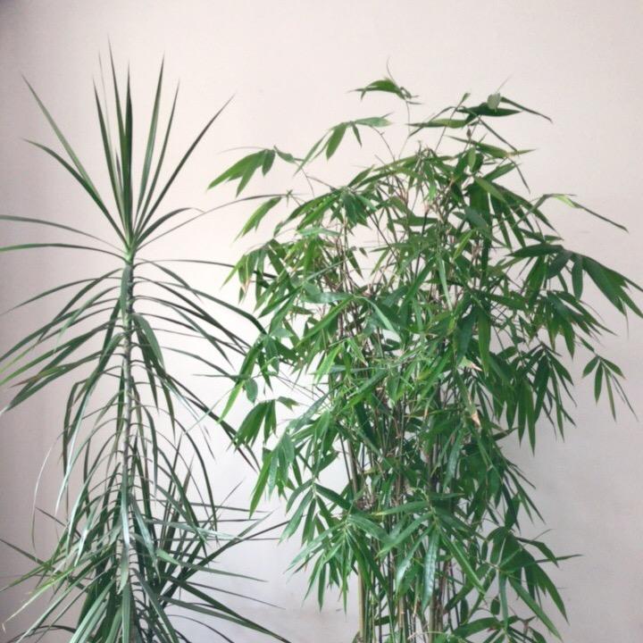 华艺娱乐
