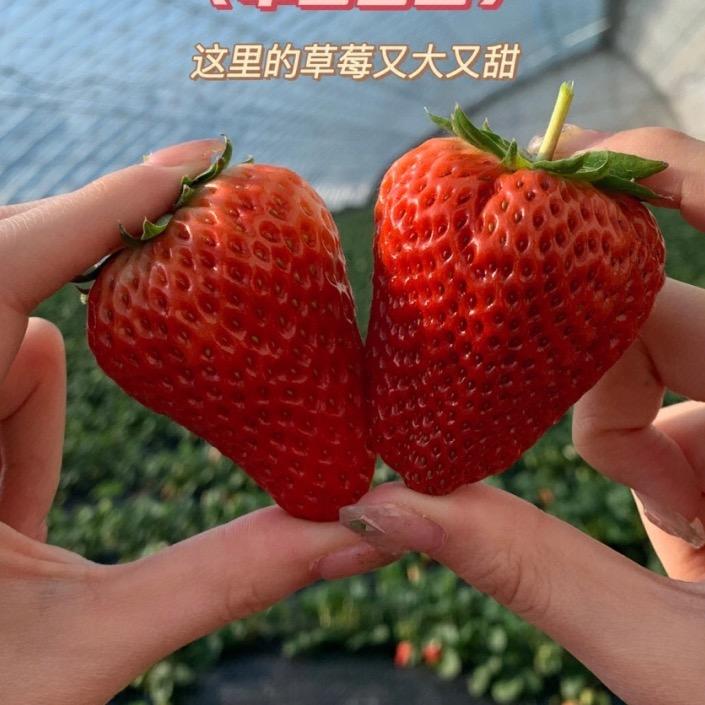 小草莓大梦想