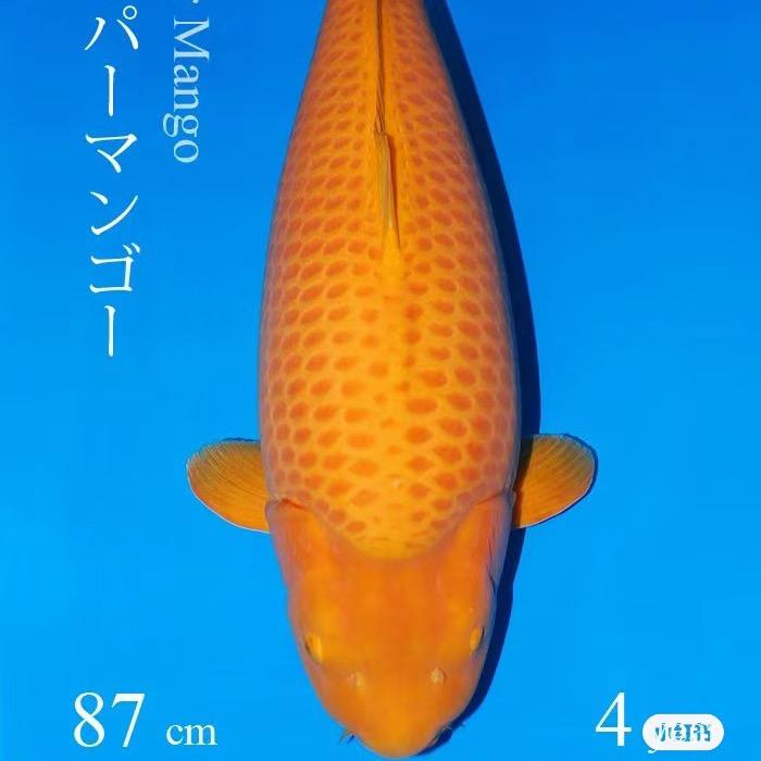 锦鲤管家小胖
