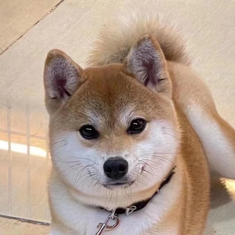 🐈梦想宠物俱乐部