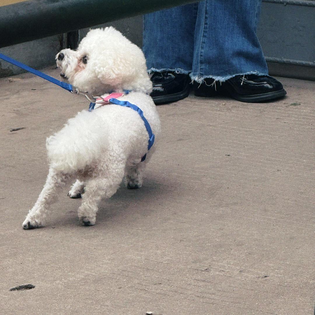 比巴波波西西（学舞蹈ing~）