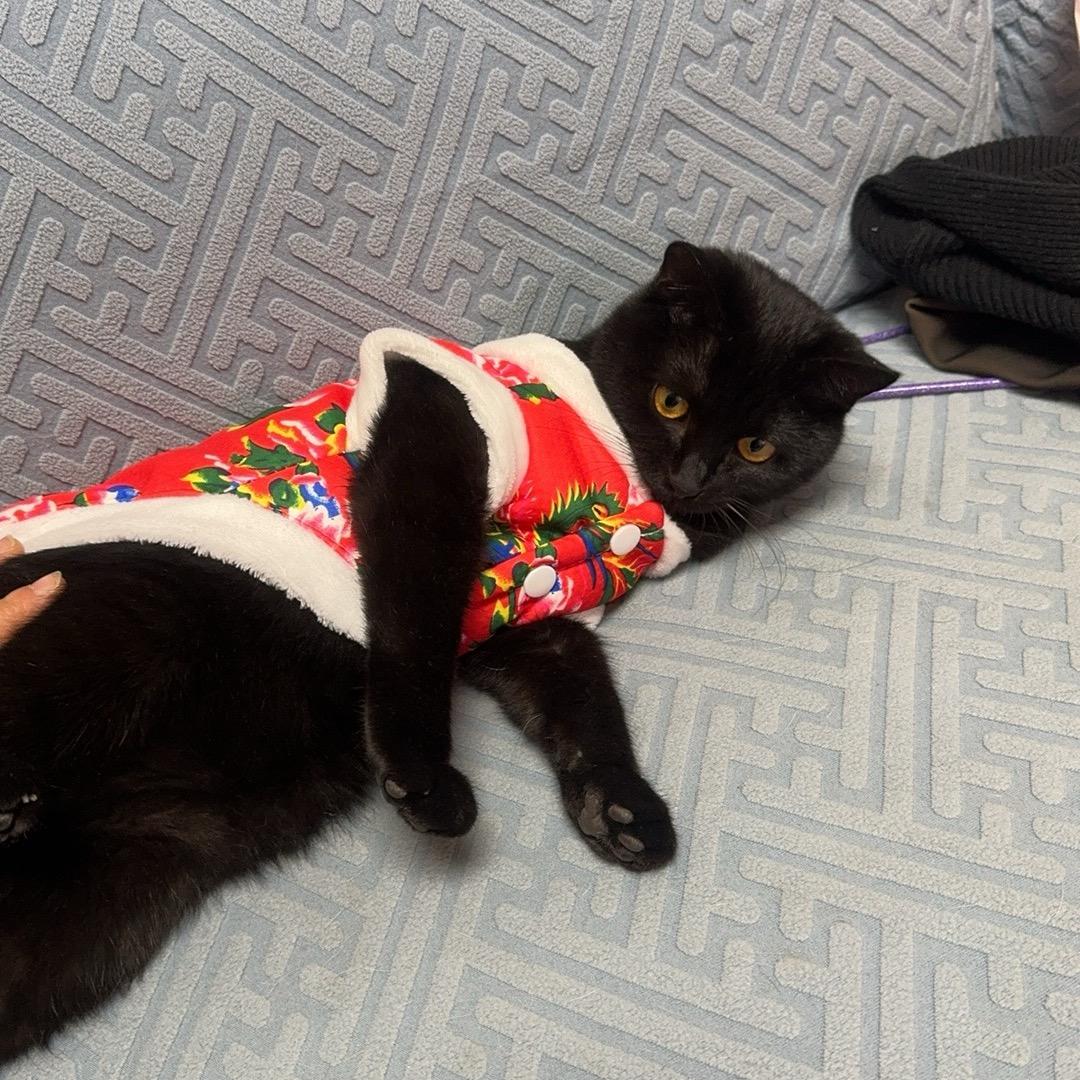 猫咪是只猫