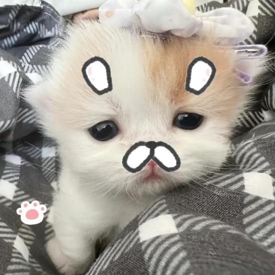 小娅喵喵喵