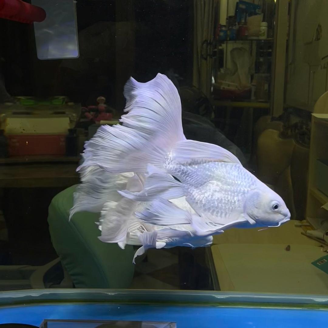 舒蝶蝴蝶鲤饲料江城三号