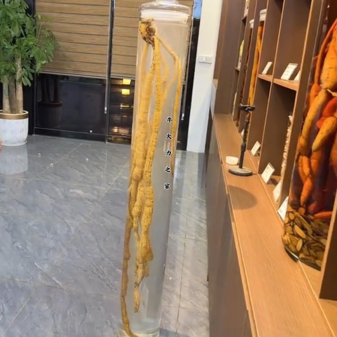 深山牛大力供应链