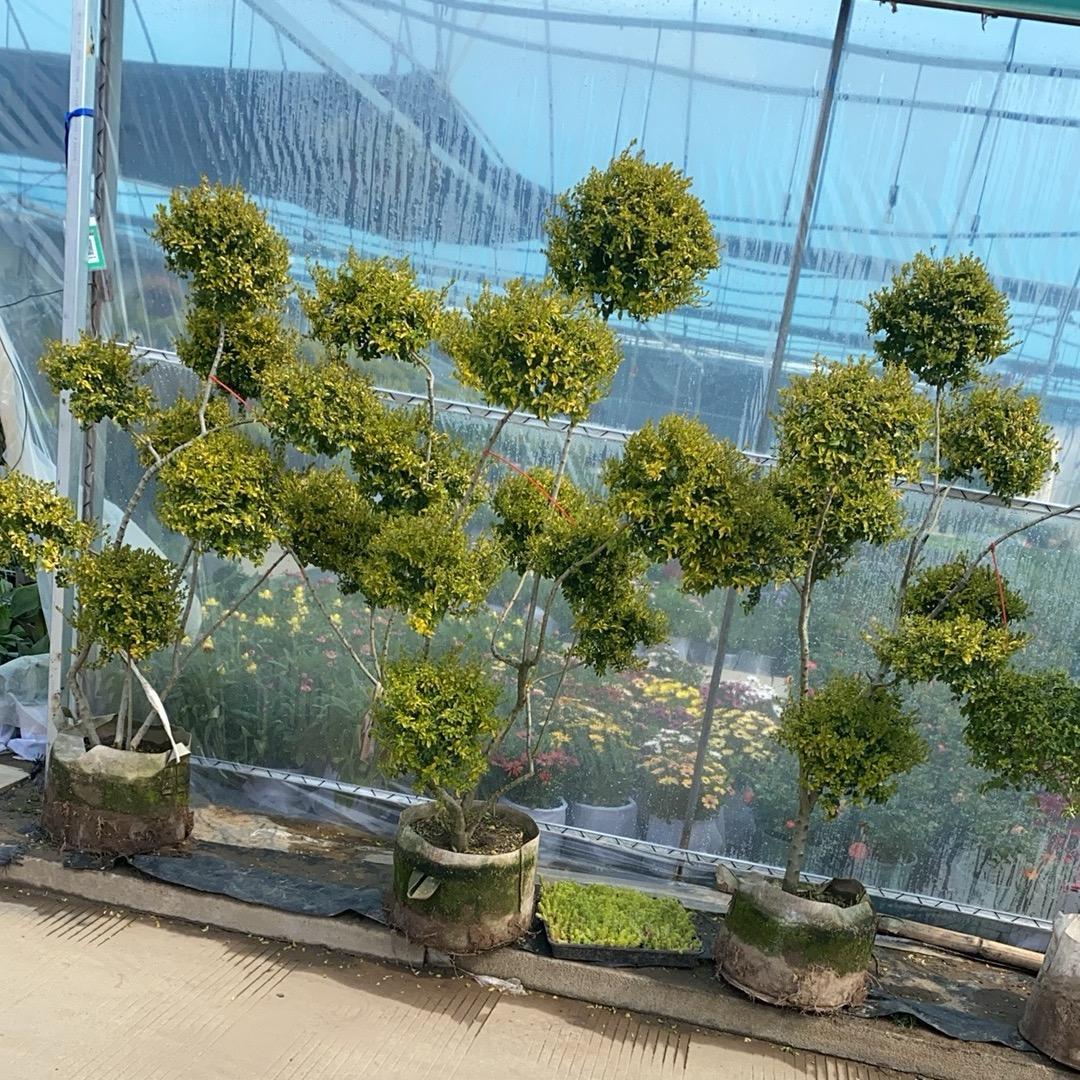晨熙花卉