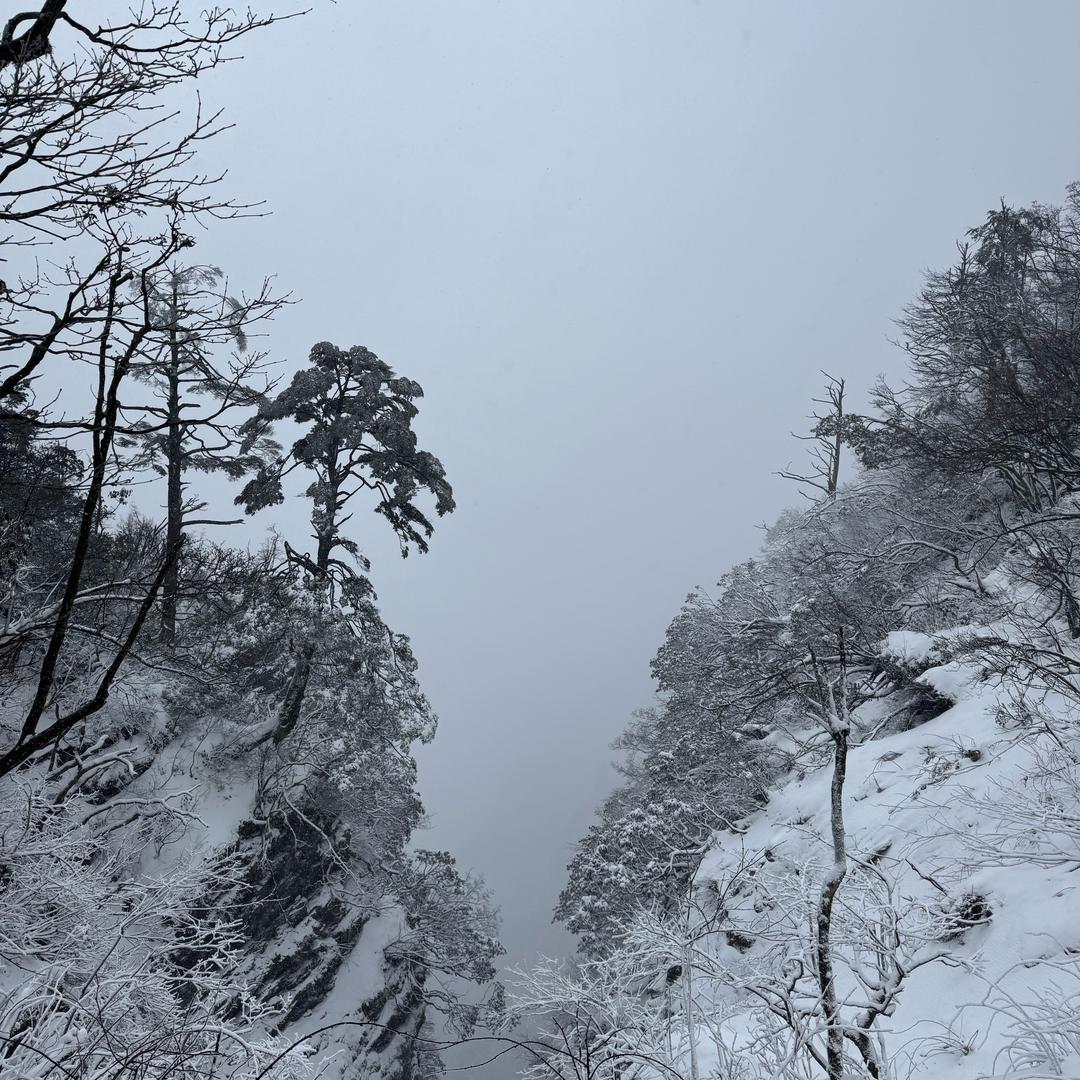 雷霆乔木