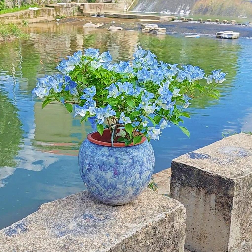 辷彡花卉