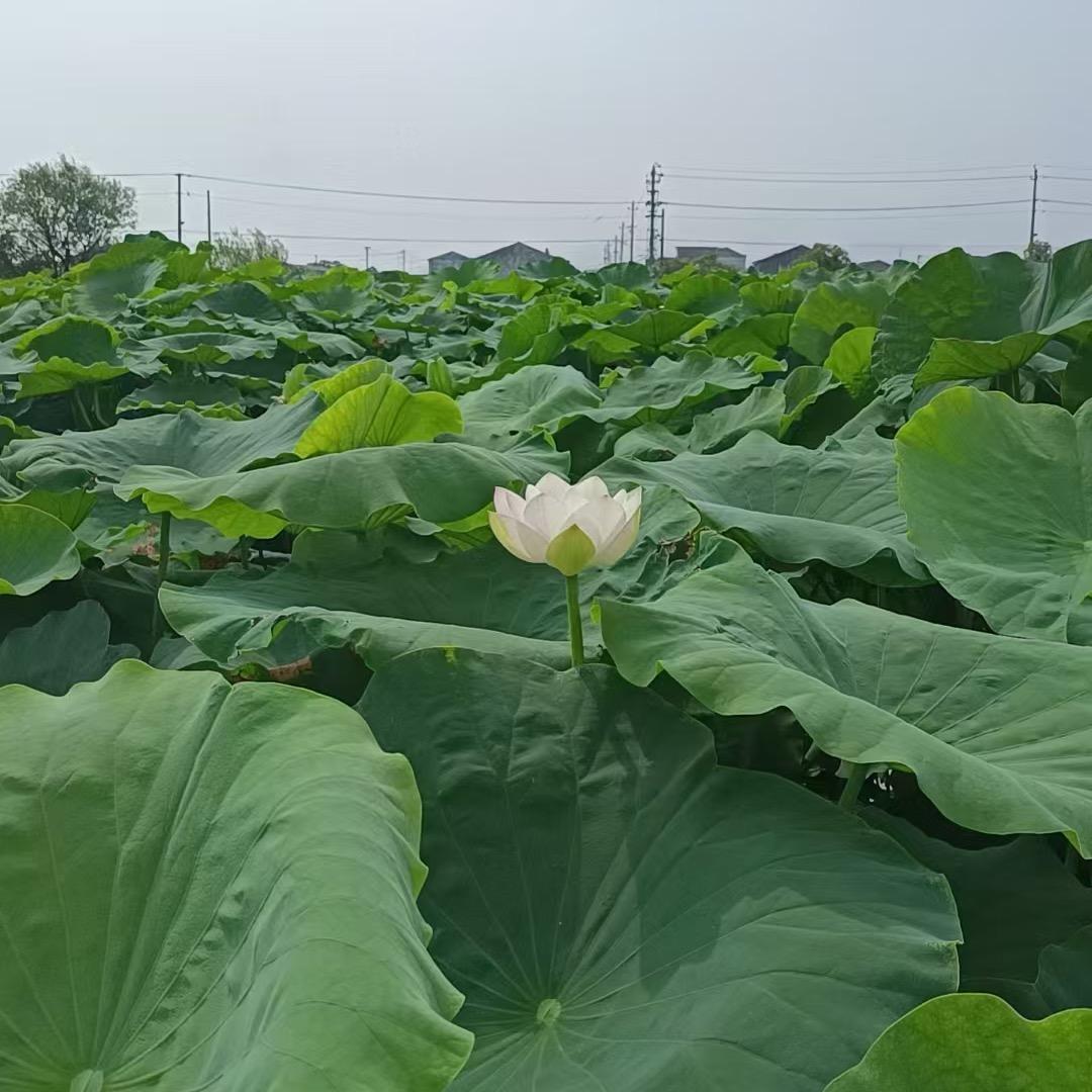 累了，安静几天