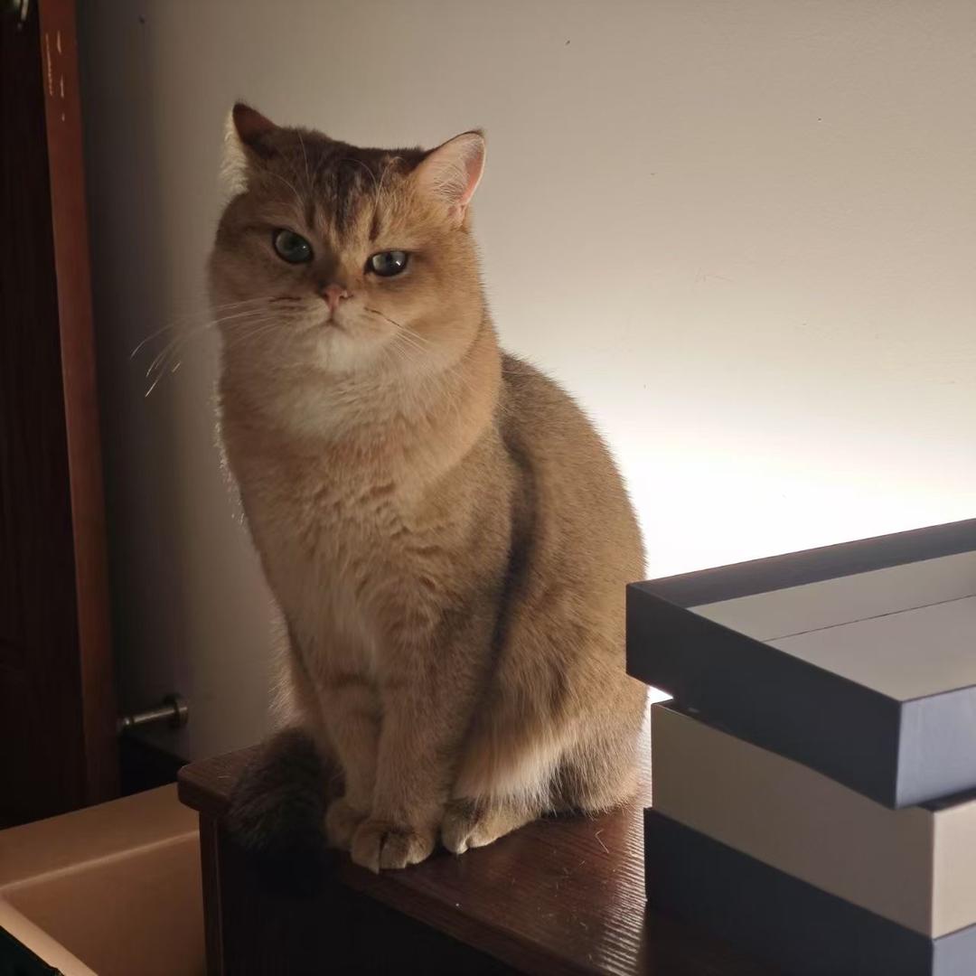 俺不中了（研三写论文快疯版）