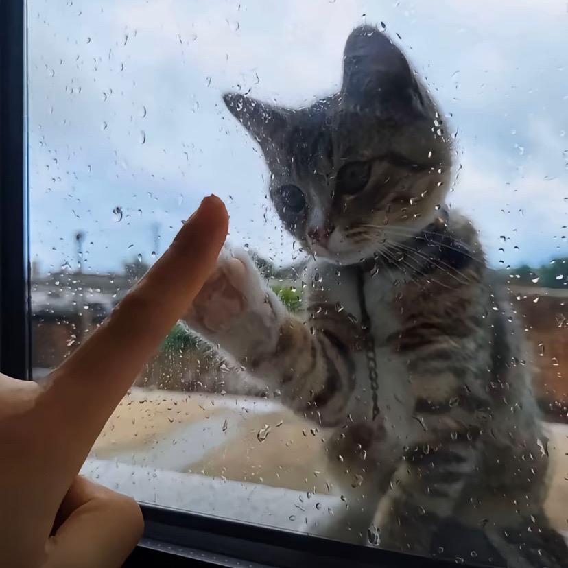 揪咪的咪