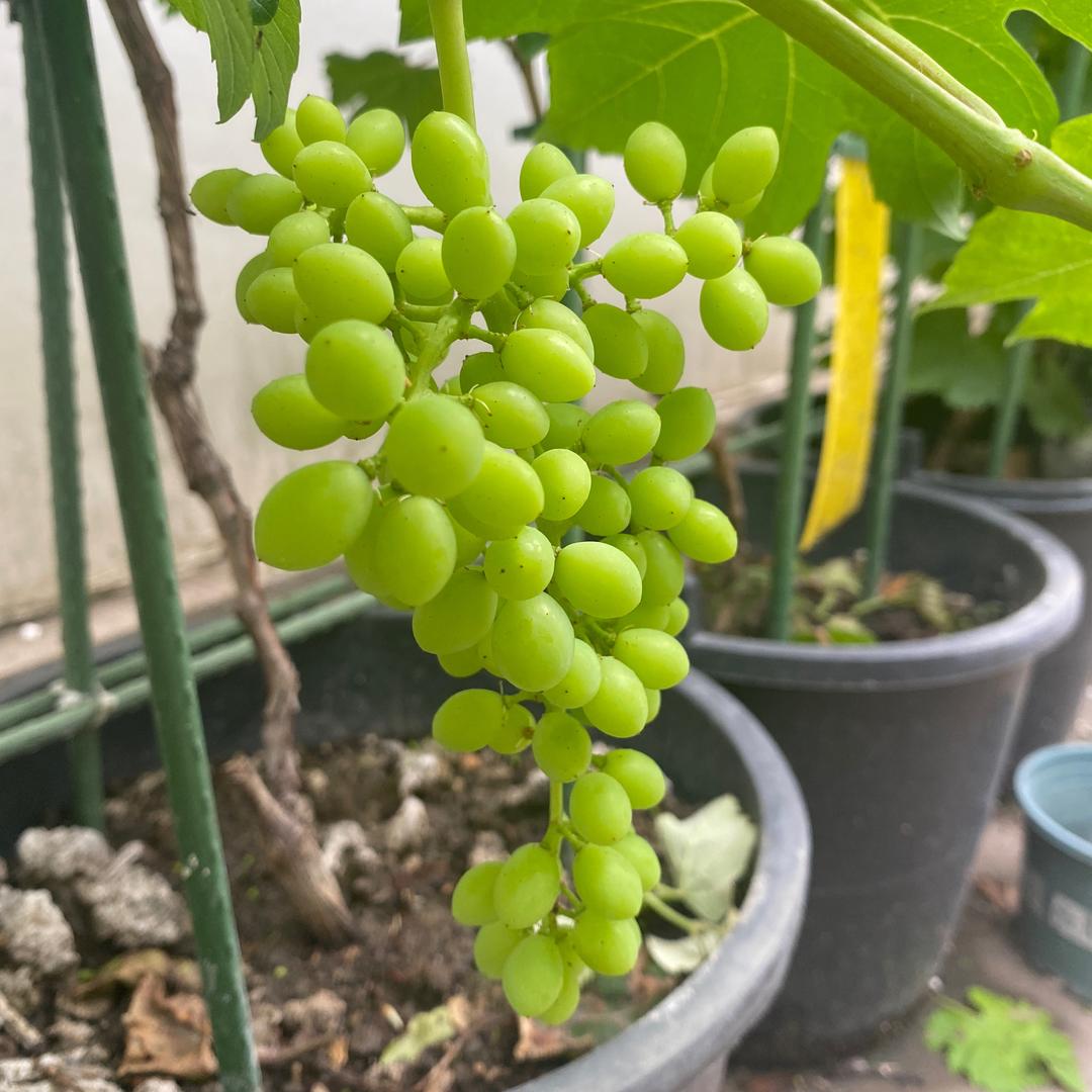 小芹菜的种植日记