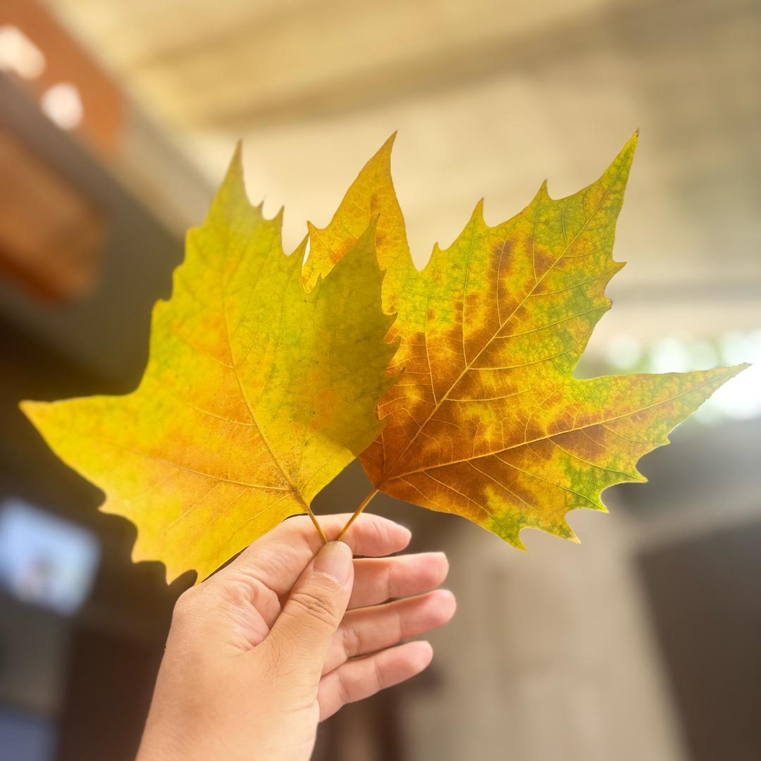 是宁是宁𓆡𓆝𓆟𓆜𓆞𓆝