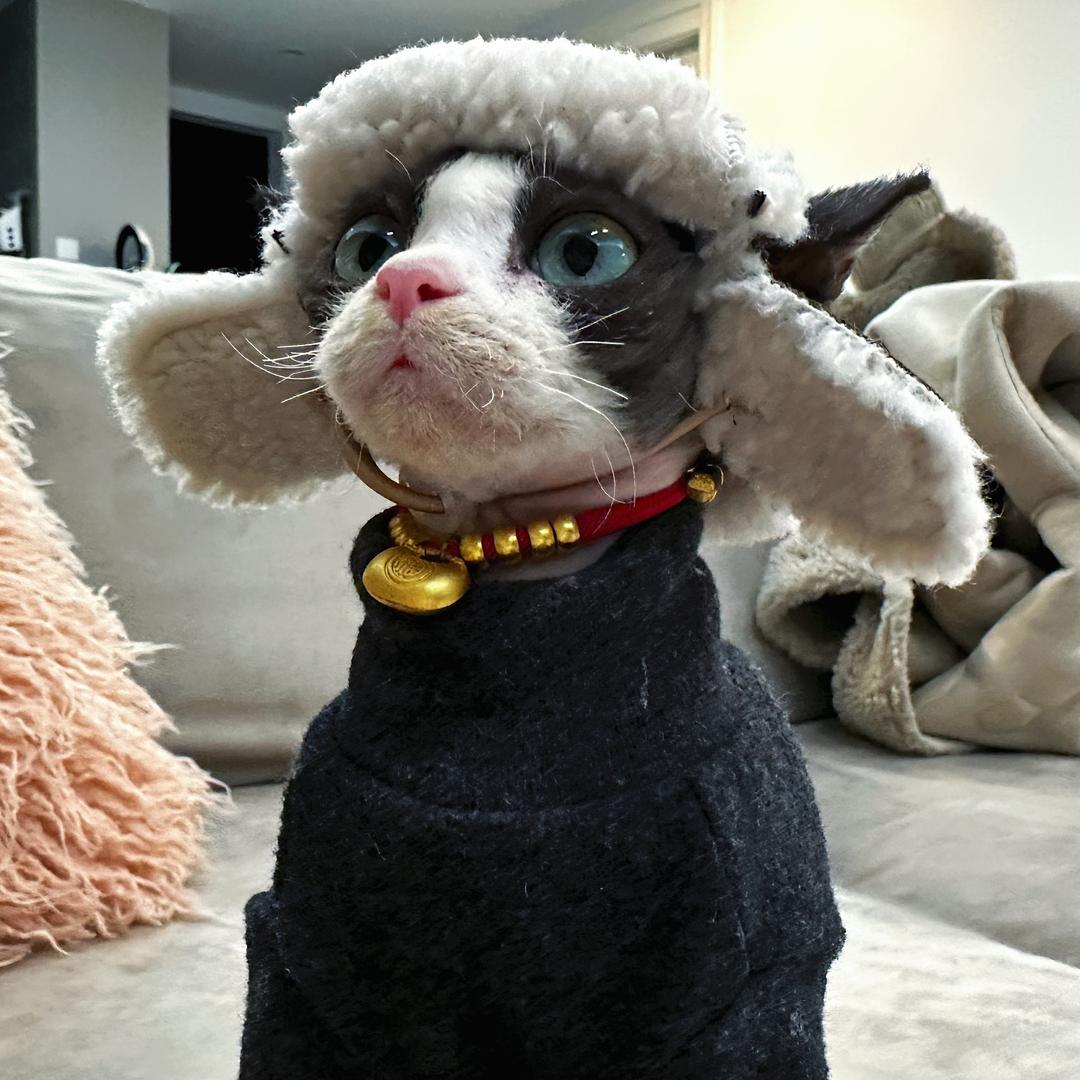 猫爪冲击钻