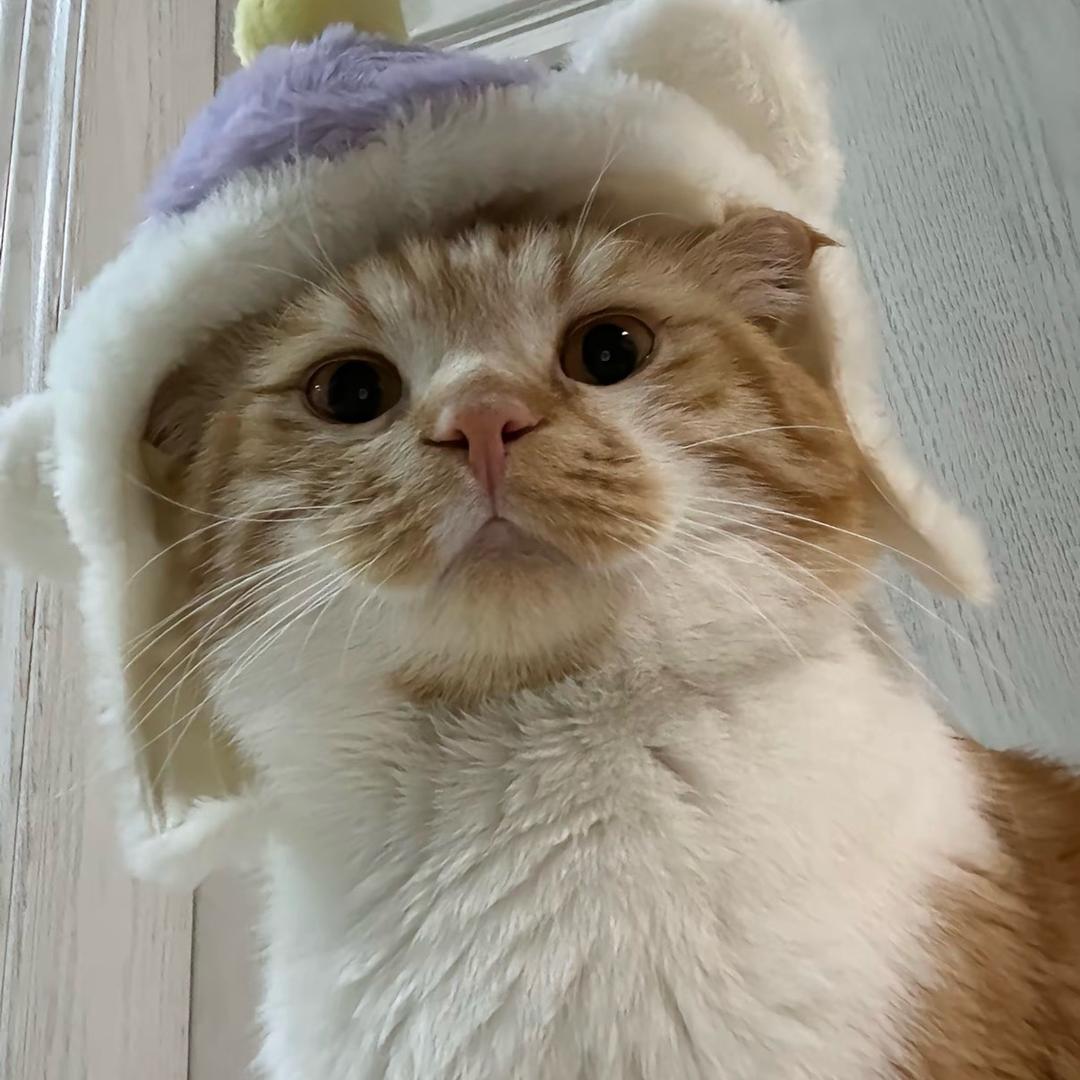 桥霸（搬砖版）