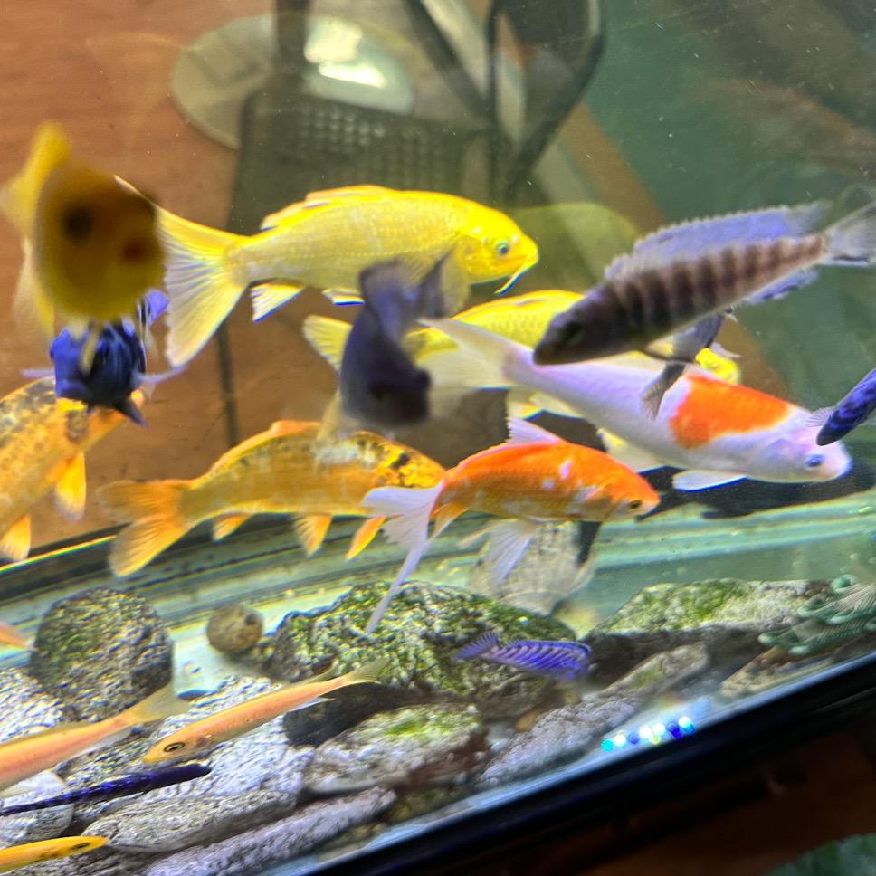 ⊂(˃̶͈̀ε ˂̶͈́文 ⊂ )