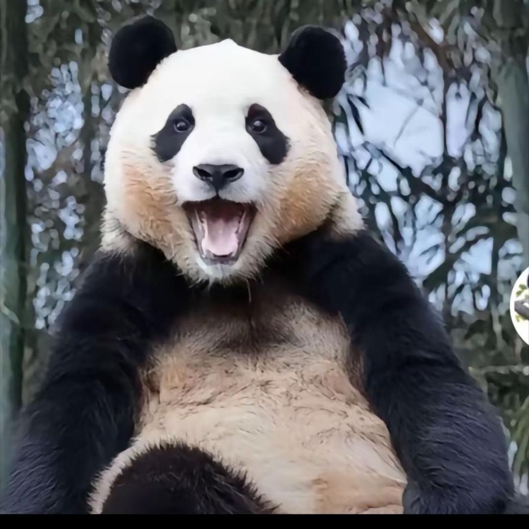 未未看熊猫（福宝福公主）