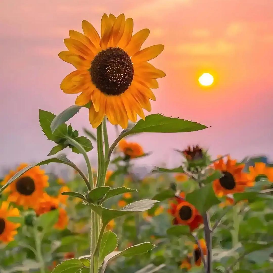 🌈 🥀᭄ ζ棉花糖