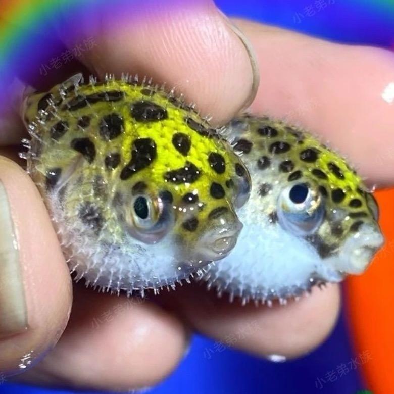 森森水族河豚观赏鱼