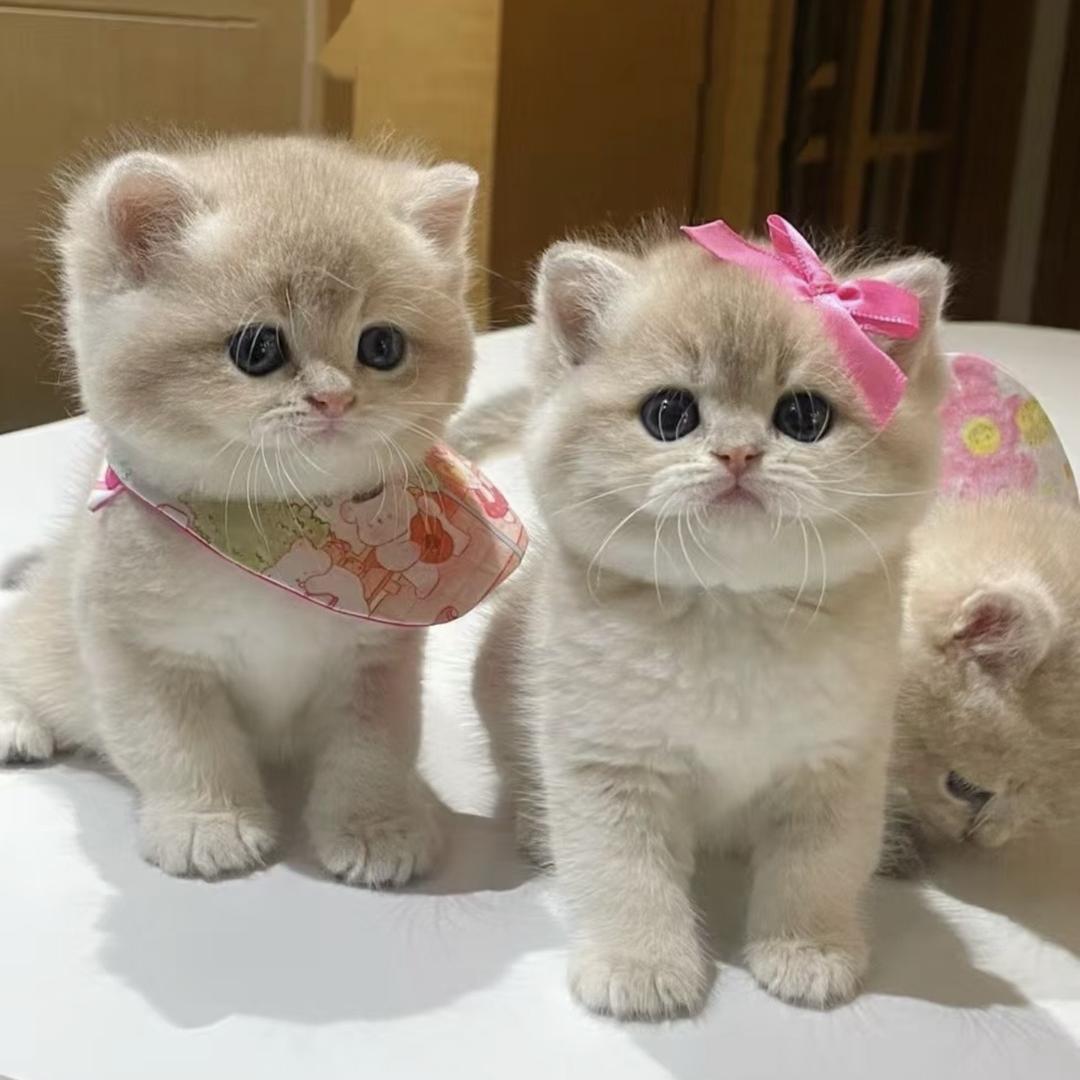 养只大肥猫~