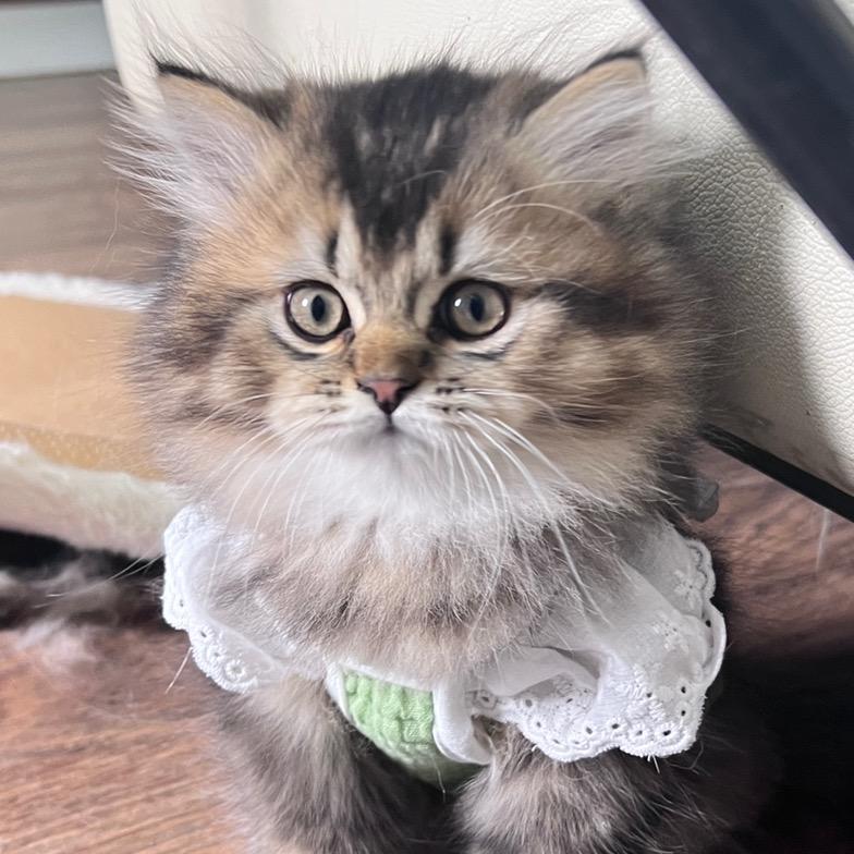 养猫的西西姐