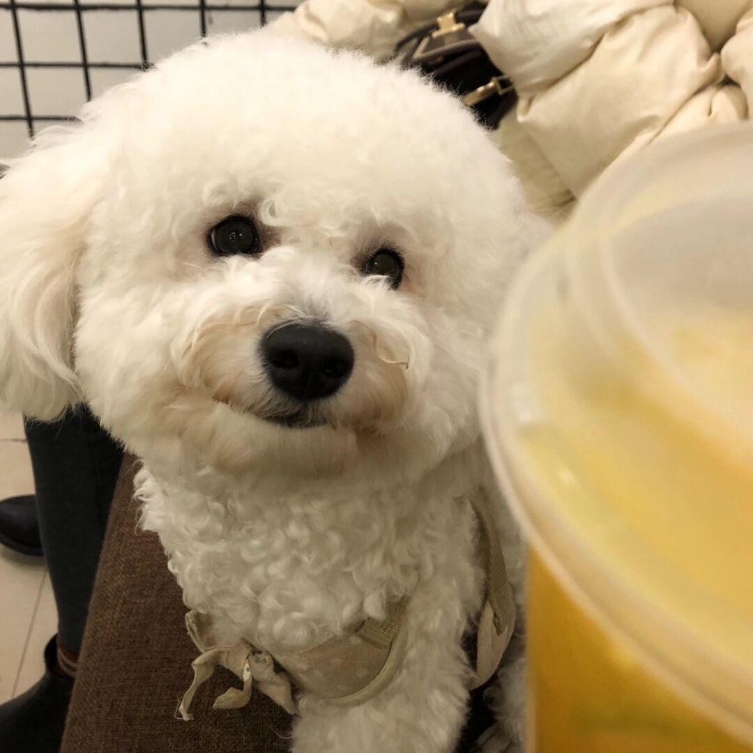 小白吨吨～