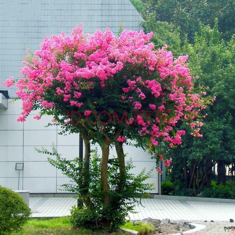 紫薇花坊墨