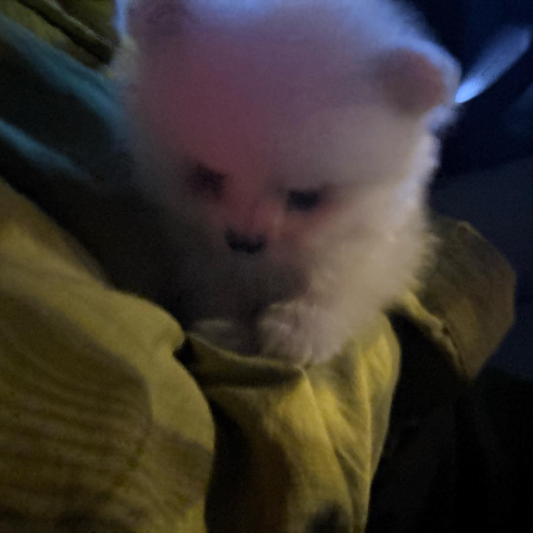 小猫和犬子
