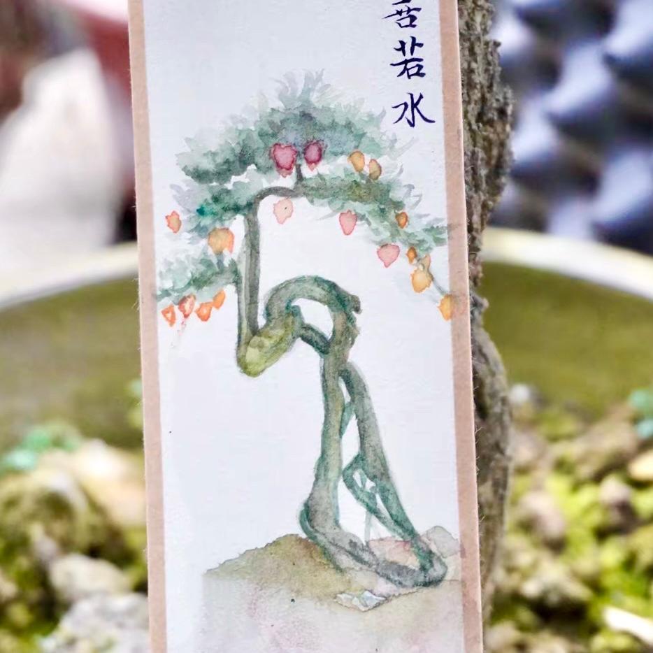 敏子慧金弹子