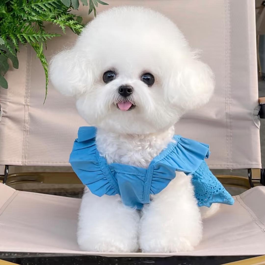 雪糕是只比熊