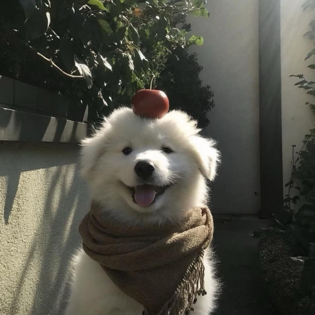 O爱好烦蛀牙🦷