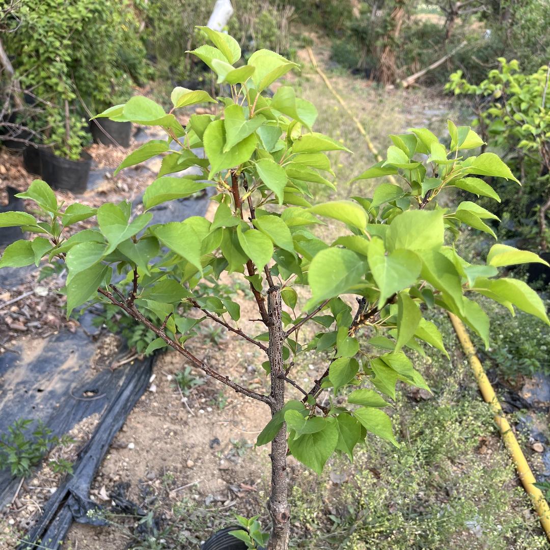 美泽果树苗木专营店铺