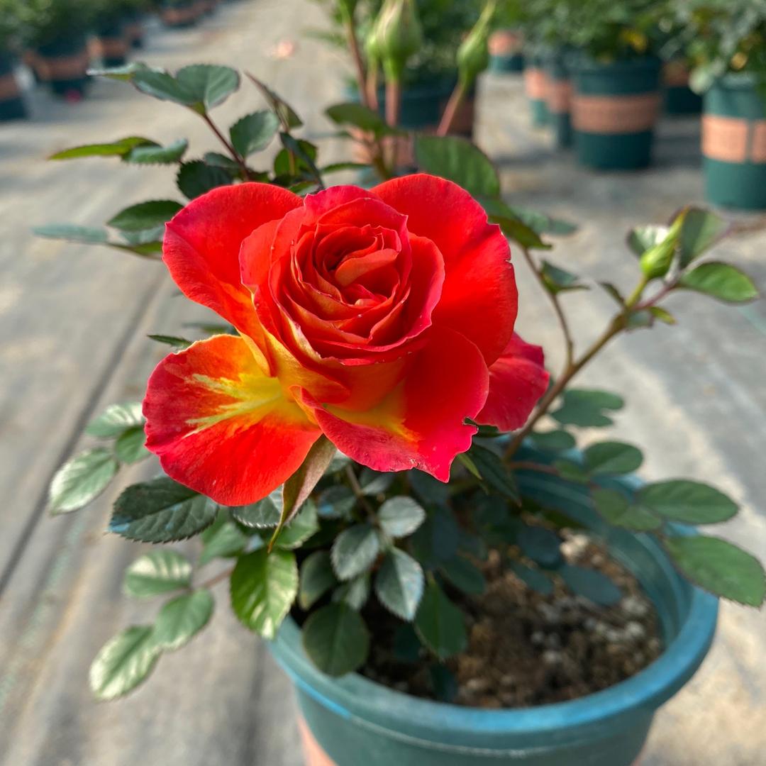 清扬花卉基地