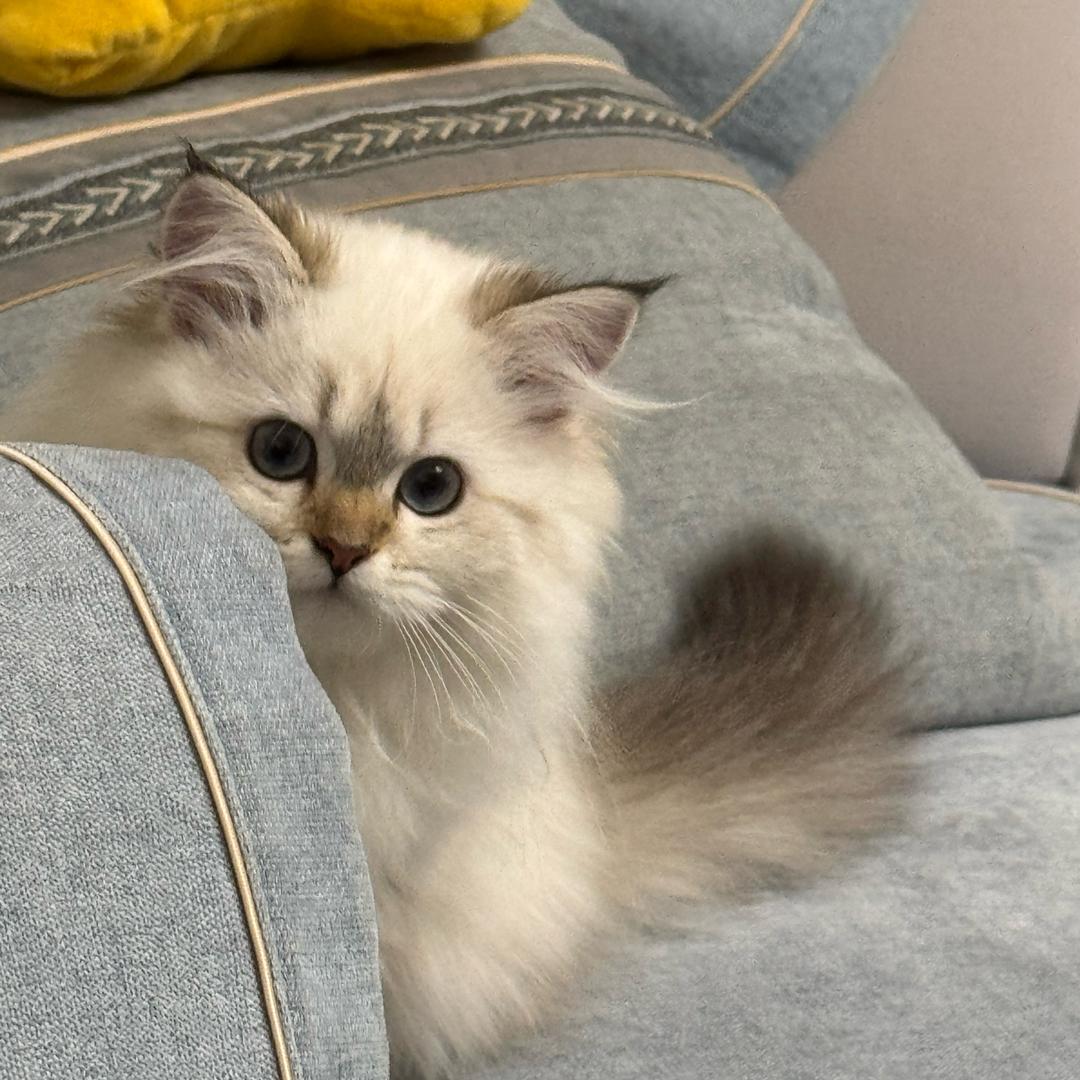 🐈大福有两只鼠🐀