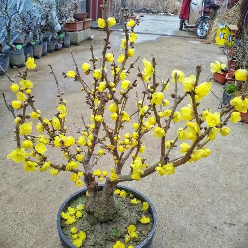 宜时花卉经营部