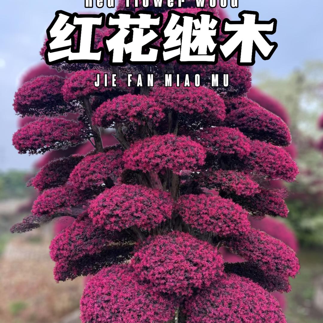 杰凡绿化造型苗木有限公司