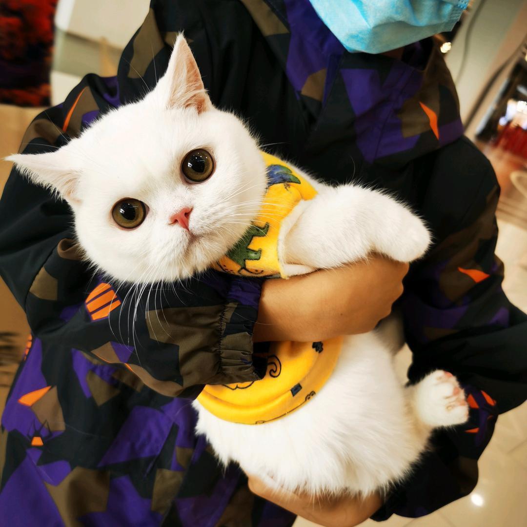 元宝是一只失聪猫