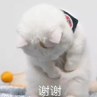 嗷嗷叫
