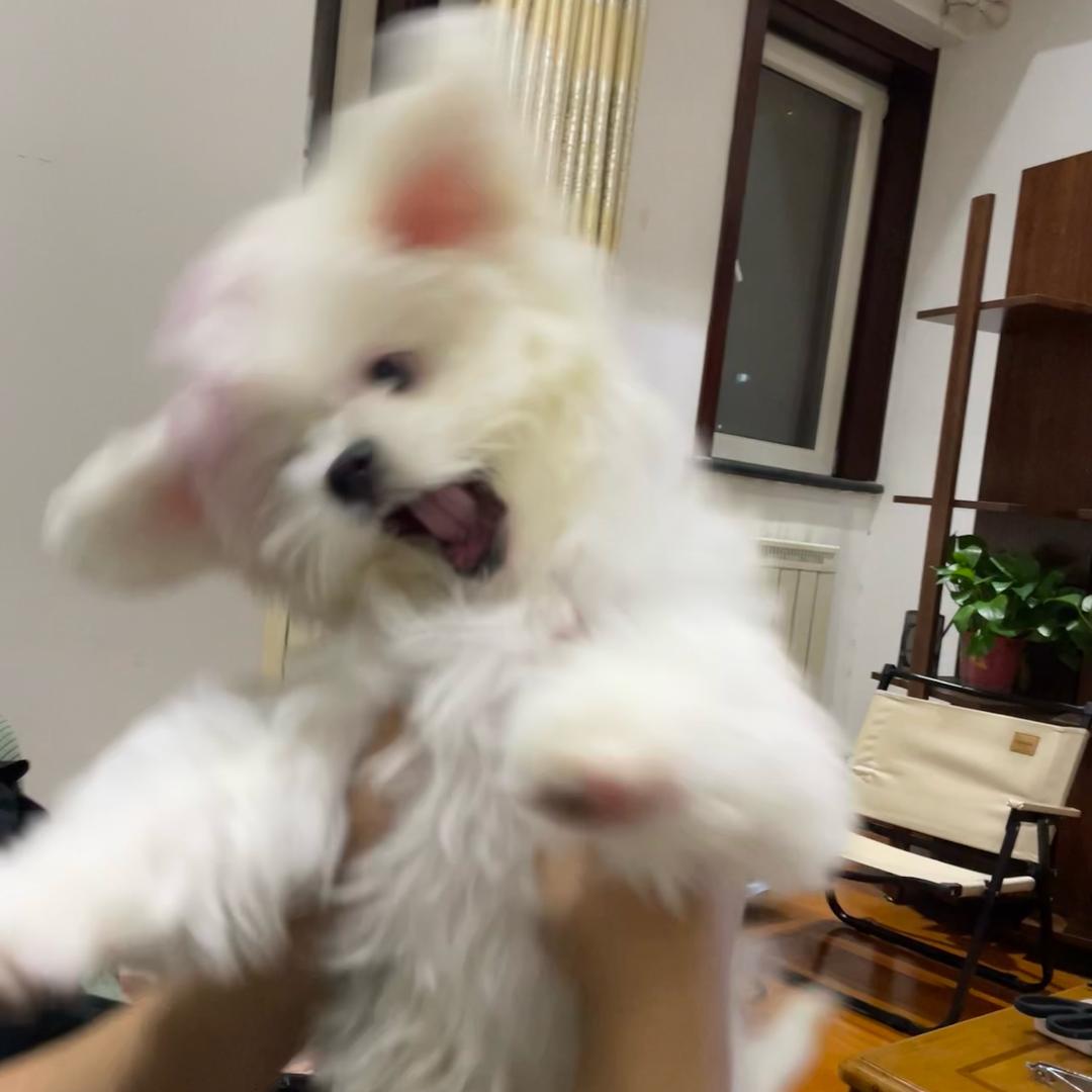 小屁大王