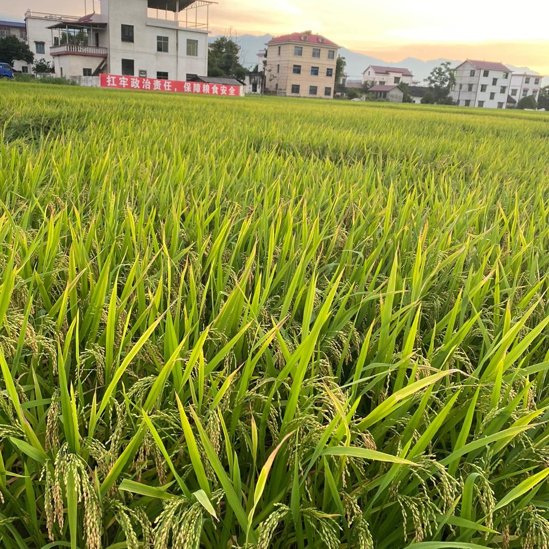 东安县金易德老师傅电商