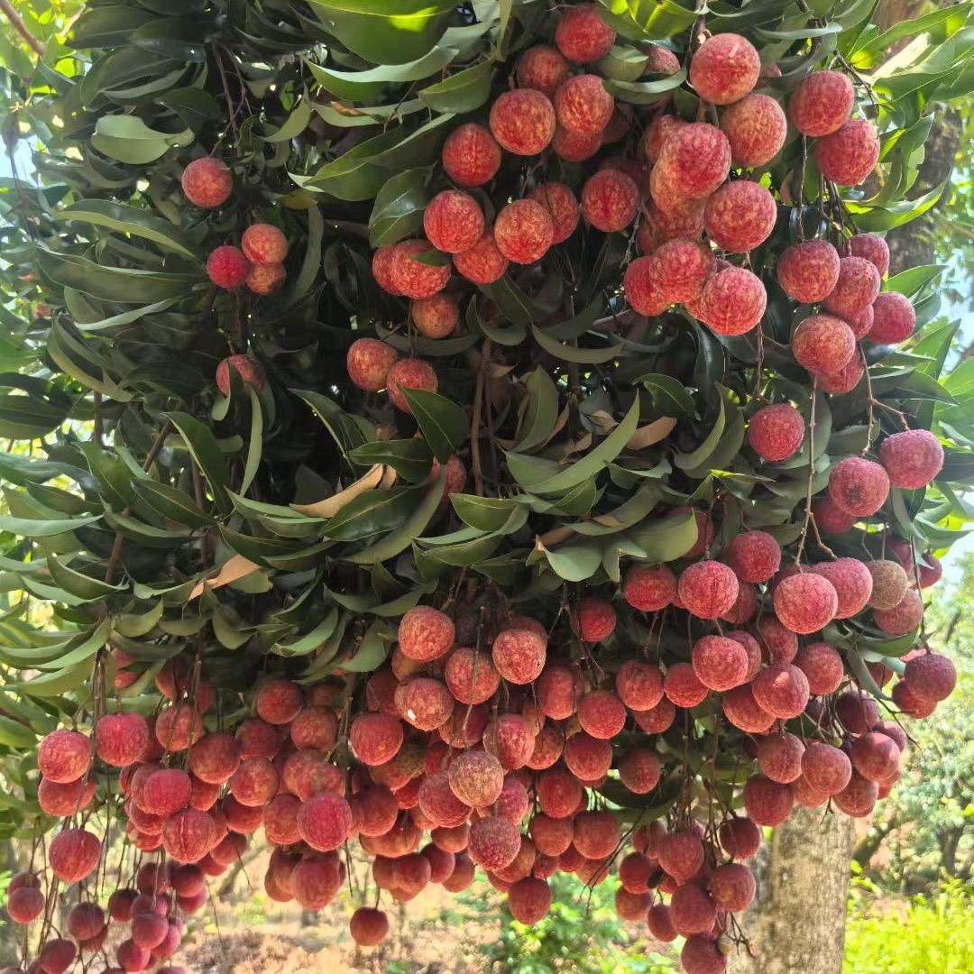 康乃馨礼仪花店