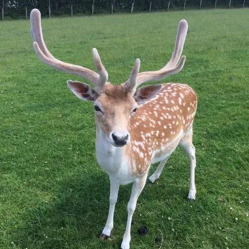 小熊猫自助火锅烤肉