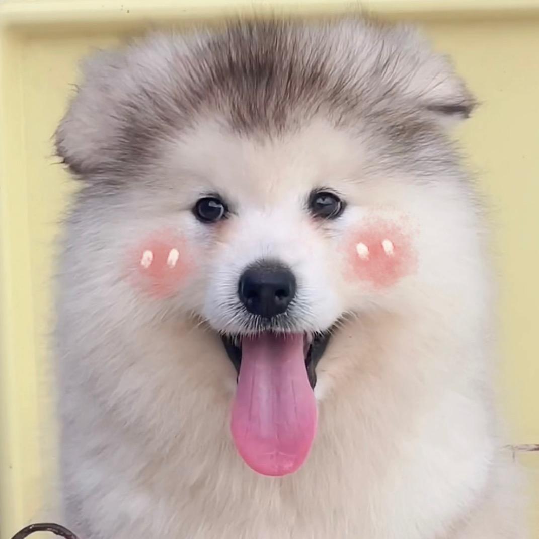 小闯阿拉斯加
