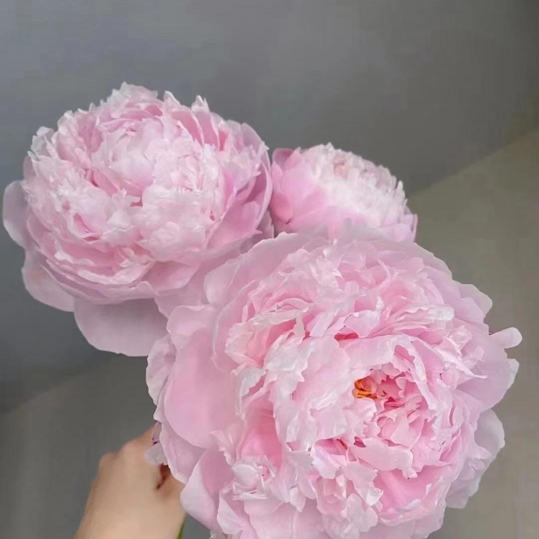 专注于芍药种植的新农人