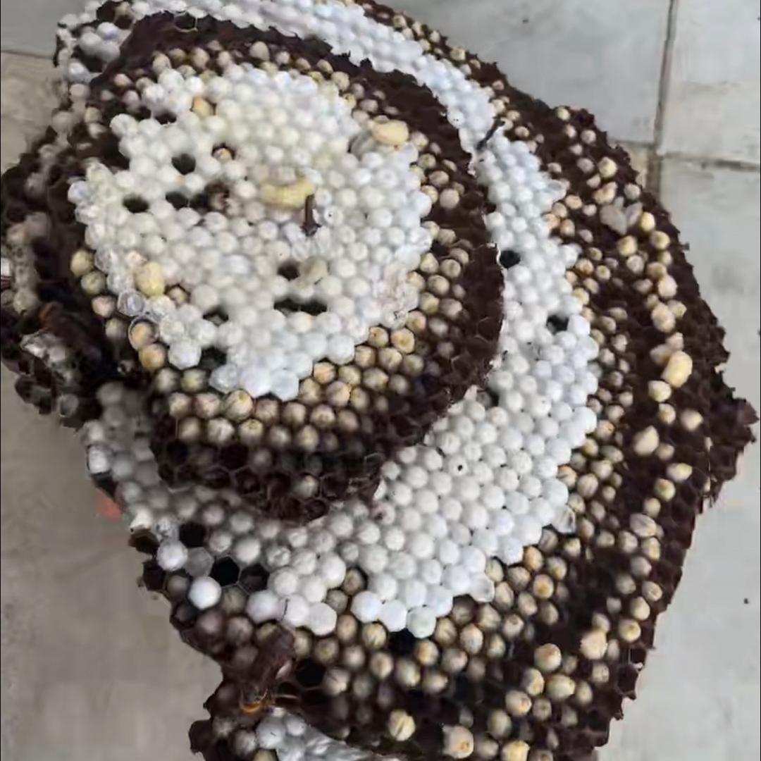 熊大（荒野寻蜜）