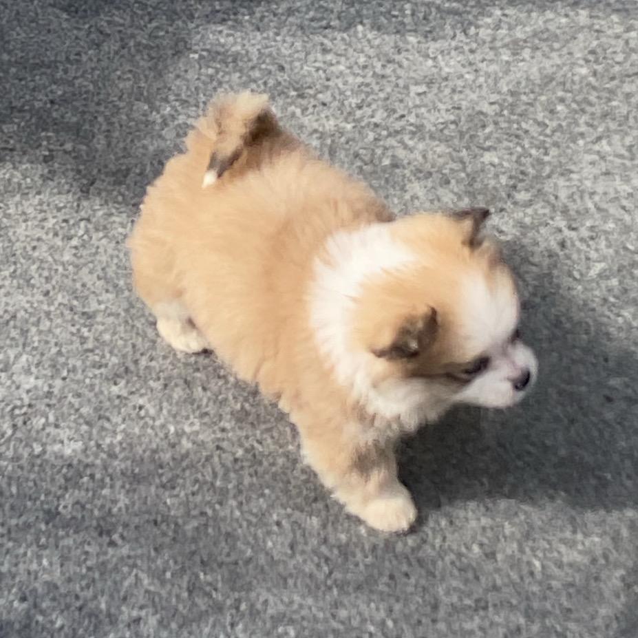 波波
