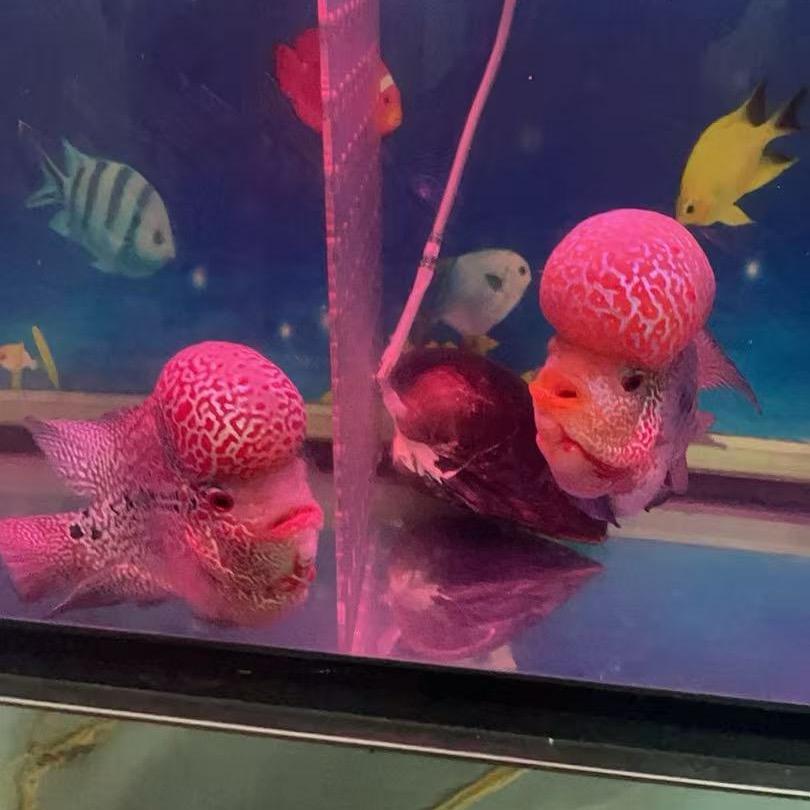 随缘且惜缘