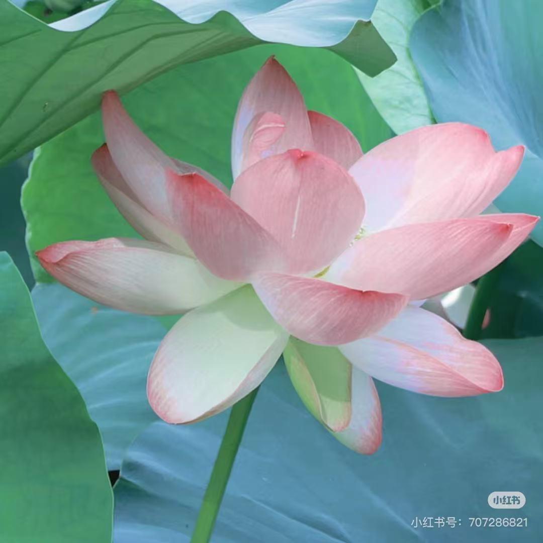 清幽