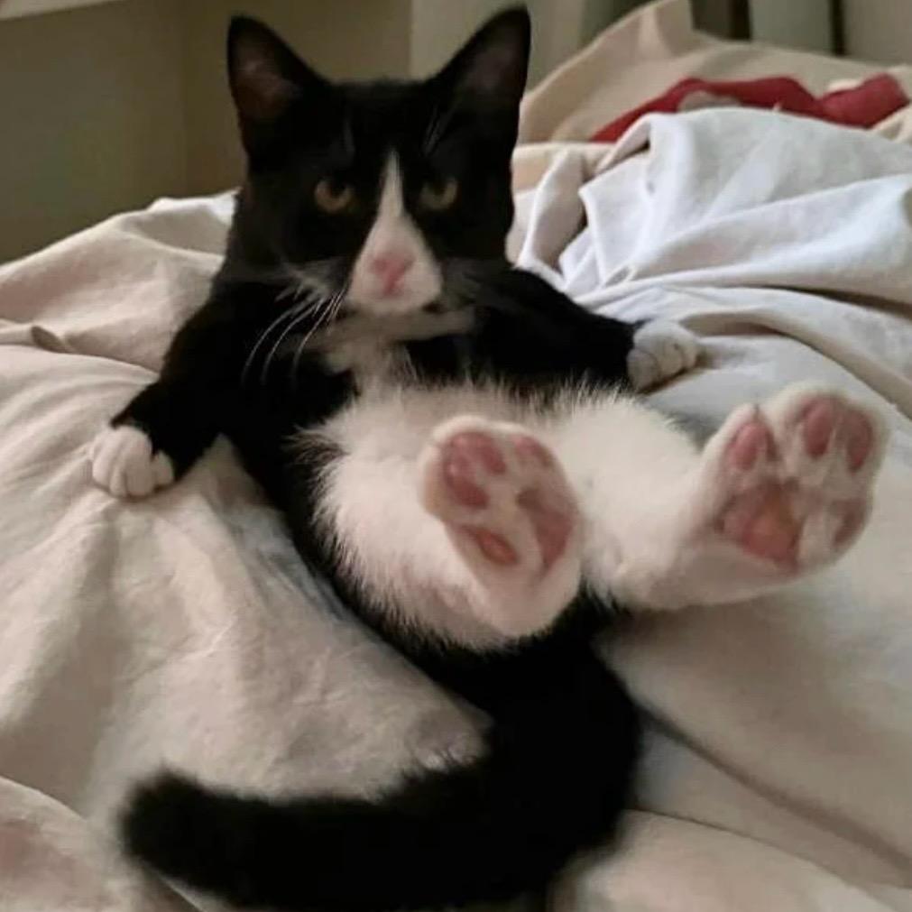 臭脸小猫